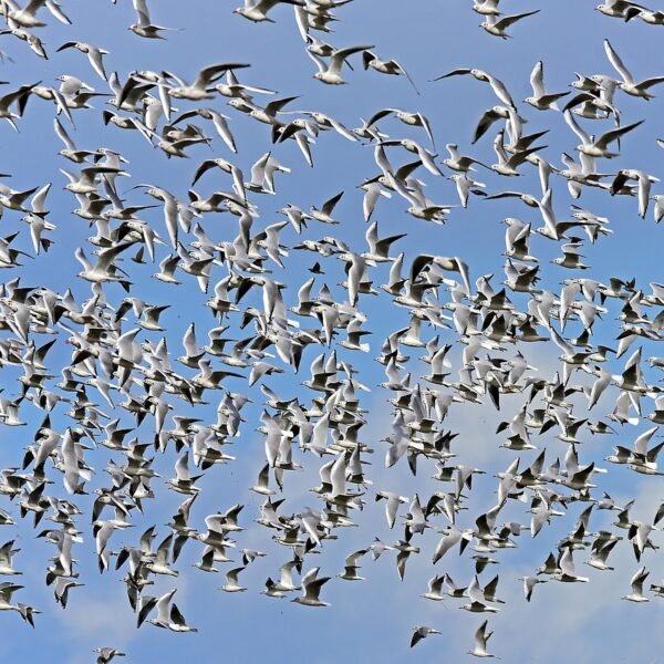 Jaka plaża w Jastrzębiej Górze