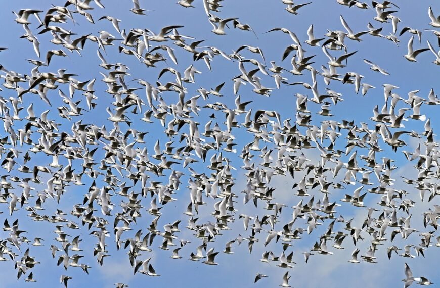 Jaka plaża w Jastrzębiej Górze