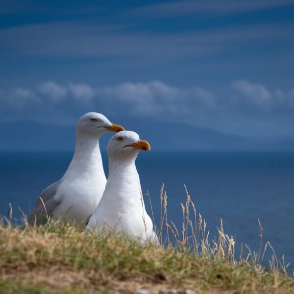 Jaka jest plaża w Wiciu