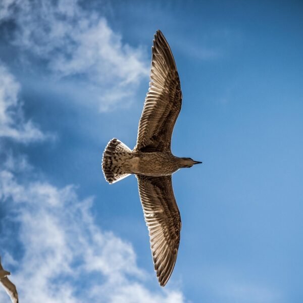 Międzywodzie jaka plaża